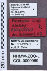 Etiketten zu Calais semperi (NHMW-ZOO-COL-0009969)